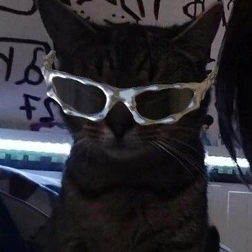 cat with cool white sunglasses!!